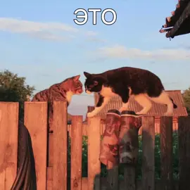 Белые солдаты #рекомендации❤️❤️❤️ #егорлетов #гражданскаяоборона 