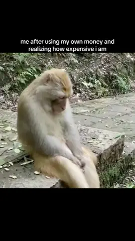 #monkeymemes #manki #monkey #monkeys 