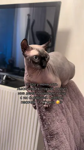 Перестаралась строить пирамиды #сфинкс #лысикоти #кошка #лысипопи #животные 
