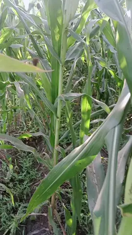 #الشعب_الصيني_ماله_حل😂😂  #fyp #منشن_شخص_تبي_يشوف_المقطع #صلوا_على_رسول_الله 