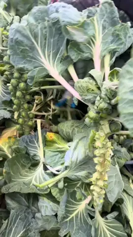 Cosecha De Coles De Brusela✅