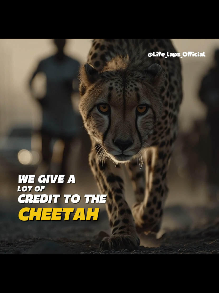 the insignificant human natural capabilities against other creatures #documentary #life #human #animals #nature 