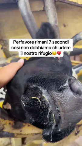 Ci aiuterebbe molto😢❤️‍🩹 #mucca #ciabatte #fattoria #perte 