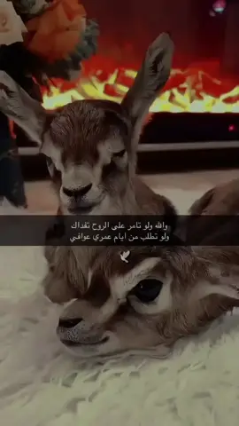 #olebrandselect #كاب_كات #شعر #اكسبلور #محمدبن_فطيس 