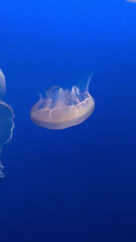 🪼 Like floating galaxies in the ocean… 📍 Monterey Bay Aquarium – California’s marine gem! 🌊 Would you watch them for hours? #MontereyBayAquarium #Jellyfish #OceanMagic #TravelCalifornia #AquariumLife #SoothingVibes