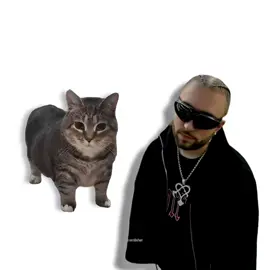 ODETARI - KEEP UP, but it's Oiiai Cat Remix (uiiai) #mashup #remix #cat #odetari #keepup @Odetari 