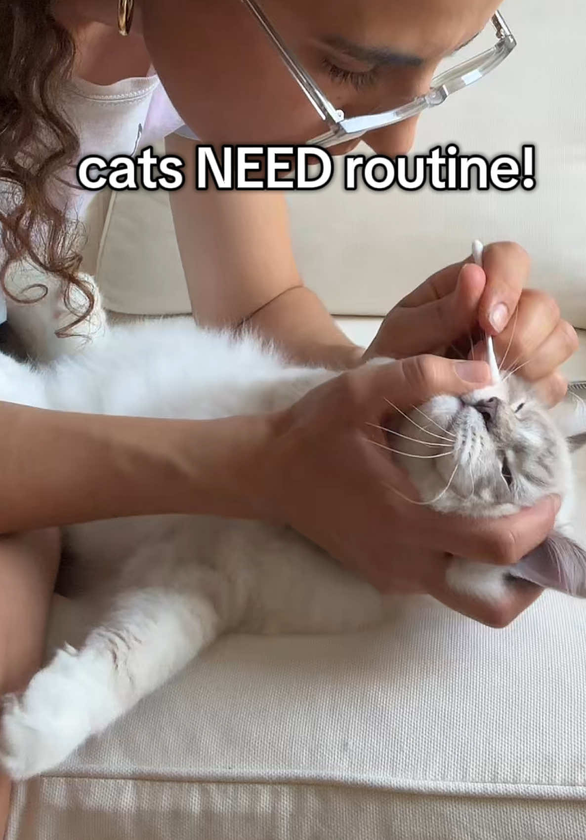 Handling practice is non negotiable for kittens! I have ZERO stress at the vet. From putting them in to carrier to brushing their teeth all is possible if you start early, both my kittens are very well behaved even though they have different personalities ❤️ #ragdoll #kittens #handlingpractice #kittenroutine