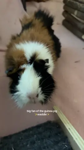It’s even better when they’re waddling towards you😭😭😭❤️ #PetsOfTikTok #guineapigsoftiktok #guineapig #fyp #viral 