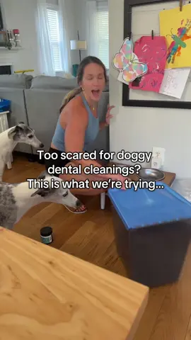 Vet suggested this dental powder as an alternative to anesthesia cleanings. Fingers crossed it helps! 🐶✨ #DogCare #PetParents #HealthyPets #DogHealth #PetCare 