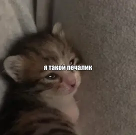я такой печалик( #song #песня #котики #текстпесни #ятакойпечалик 
