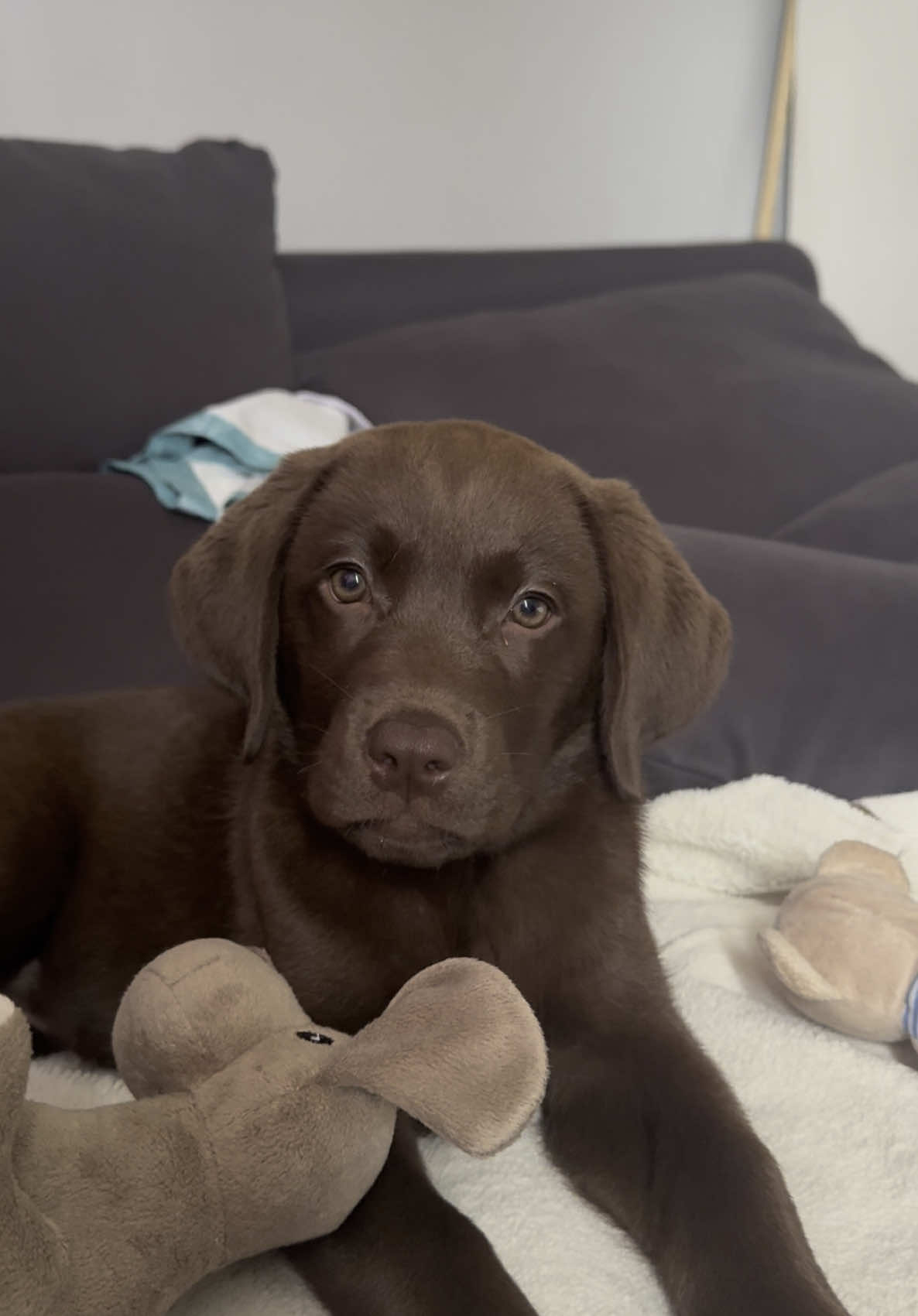 11 weeks 🤎🥹 #labrador #labradorretriever #puppydog #puppylove #11weeks 