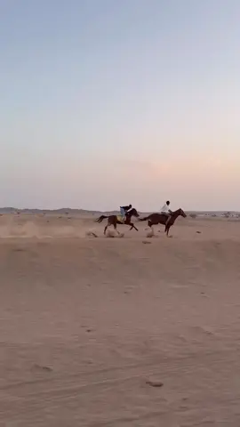 #خيل_عربي_اصيل♥️♥️🐎 