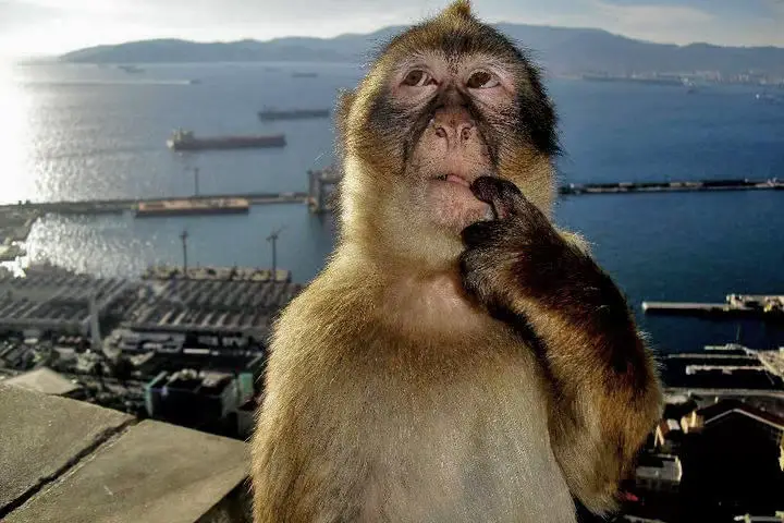 The viral picture in slide 1 is believed to be an unedited picture of a Barbary Macaque from Gibraltar with a lot on its mind. Strange faces these guys make. #foryoupage #fyp #monkey #meme #plan8 