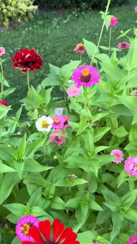 The zinnias are blooming and the butterflies are flocking to them  #zinnias #flowers #butterfly #trendingsounds #happy