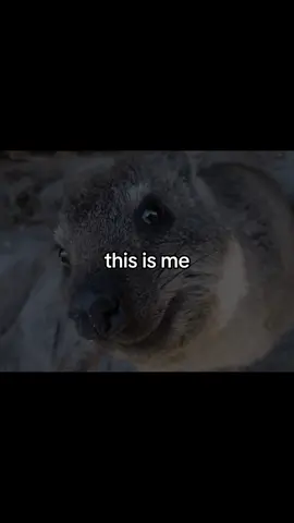 Giggles #hyrax