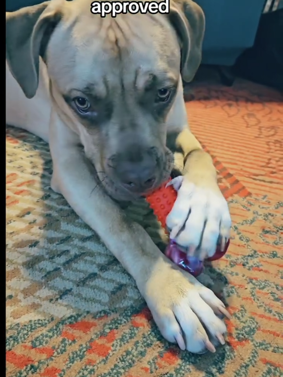 #boxermix #agressivechewer #boxersoftiktok 