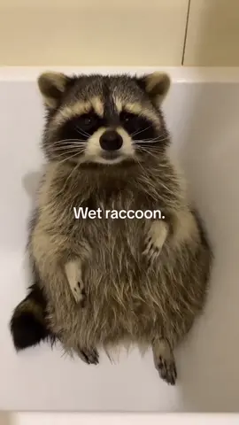 #fyp #fypシ #fypシ゚viral #fffyyyypppppppppppppppp #raccoons 