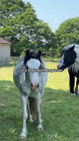 Poor horsey #hayfever 