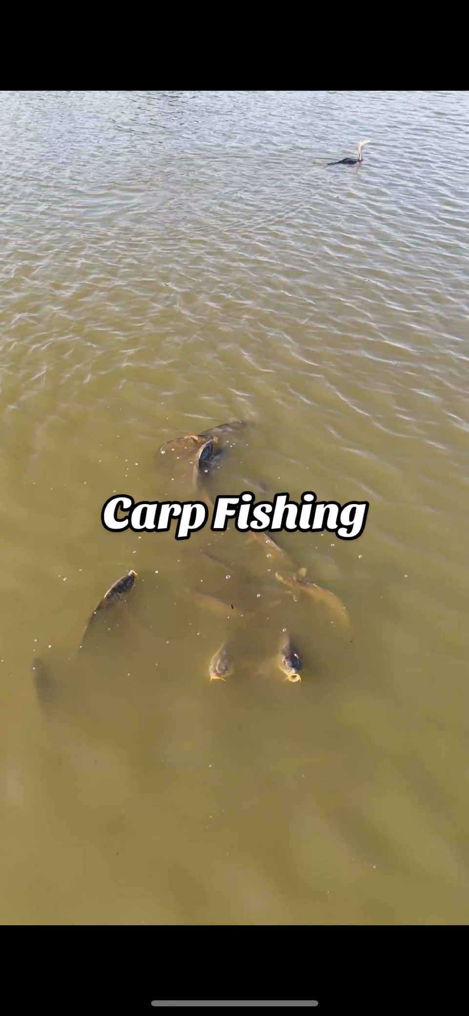 CARP FISHING with the help of my DRONE… #fishing #fishingvideos #fishtok #fishingtiktoks #drone 