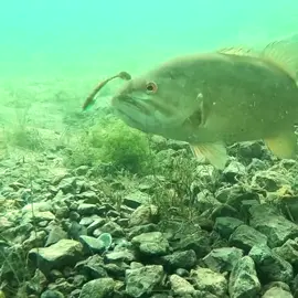 Bass fishing #pescaria #fishing #underwatercamera #water #underwater 