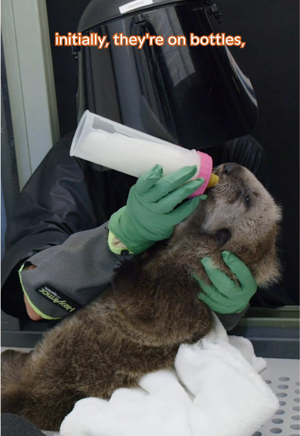 It’s giving otter mom energy 🦦🤱⚡ Behind the scenes at Monterey Bay Aquarium, surrogacy is a crucial step in a rescued sea otter pup’s plan for release back to the wild. We pair young orphaned otters with our resident sea otters, who act as moms and teach them all the important life skills for their return to the ocean. From grooming to diving to searching for and opening food, these sea otter pups are seriously set up for success!   We sat down again with Allie and Alex from our Sea Otter Program team and challenged them to describe this important work—with a twist! The result? An otterly pawesome explanation you won’t want to miss! Learn more about our Sea Otter Program at the link in our bio. #montereybayaquarium #aquariumtok #whatdoyoudo #seaotter #animalcare 