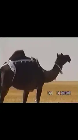 #ابلنا #الشينه #الفرجان #اكسبلور #الدواسر #fyp #viral #foryou 