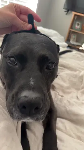 She hates me 🤣🤣 #fyp 