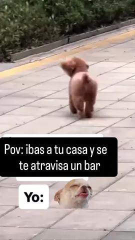 #parati  #humor #LIVEIncentiveProgram #LIVEStory #PaidPartnership 