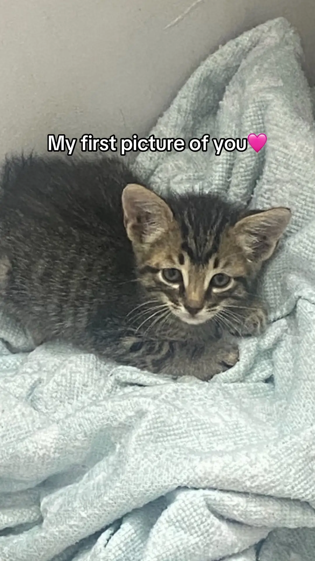 Oh vodka, you were such an amazing resilient kitty. I will always carry you with me. 💔💔💔 #rip #catsoftiktok #petloss   