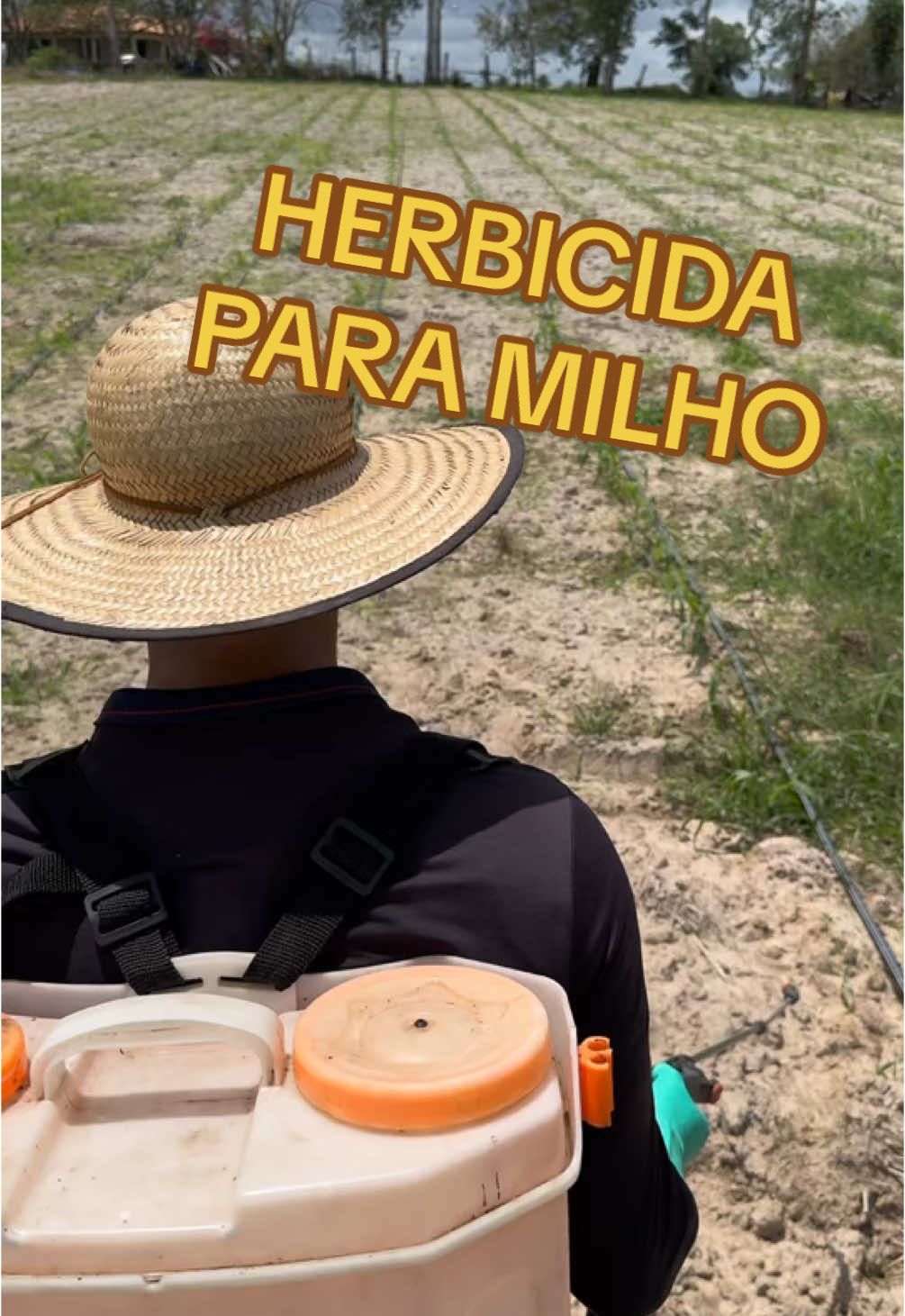 Aplicação de herbicida no milho irrigado. #vidanaroça #milho #roça #herbicida #roça