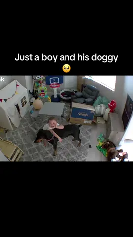 😂😂😂😂 #fyp #dogsoftiktok #boymom #momtok #doberman