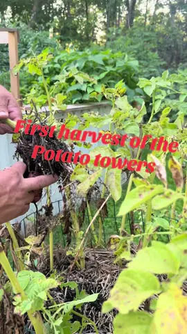 #garden #potatotowers      We planted these potato towers this year to see how they worked …. I’d say they worked well!!!