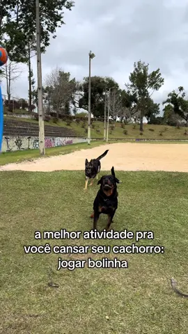 é o que sempre digo: quer ter uma atividade pra cansar seu cachorro de verdade... ensine ele a gostar de bolinha. E ainda adiciono mais uma dica: faça ele correr na areia, cansa 2x mais ✌🏻 #rottweiler #pastoralemao #cachorro #fyp 