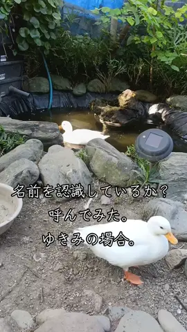 ゆきみは寄ってきてくれました✨️ でもなんかイヤイヤ来てる気が、、、 #ゆきみ #コールダック  #duck 