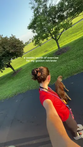 maizey's exercise this week! i typically take morning duty and my husband takes afternoon or evening duty, depending on the day! #dog #puppy #cutepuppy #cutedog #goldenretriever 