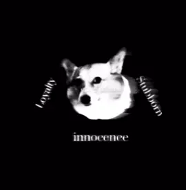 ll the corgi triad ll …………………………………………… #corgi #darktriad #sinister #333 