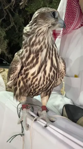 #اكسبلورر #معرض_الطيور #نادي_الصقور_السعودي #الرياض #حفرالباطن #الكويت🇰🇼 #ترند_جديد #fyp #صالح_النشيرا 