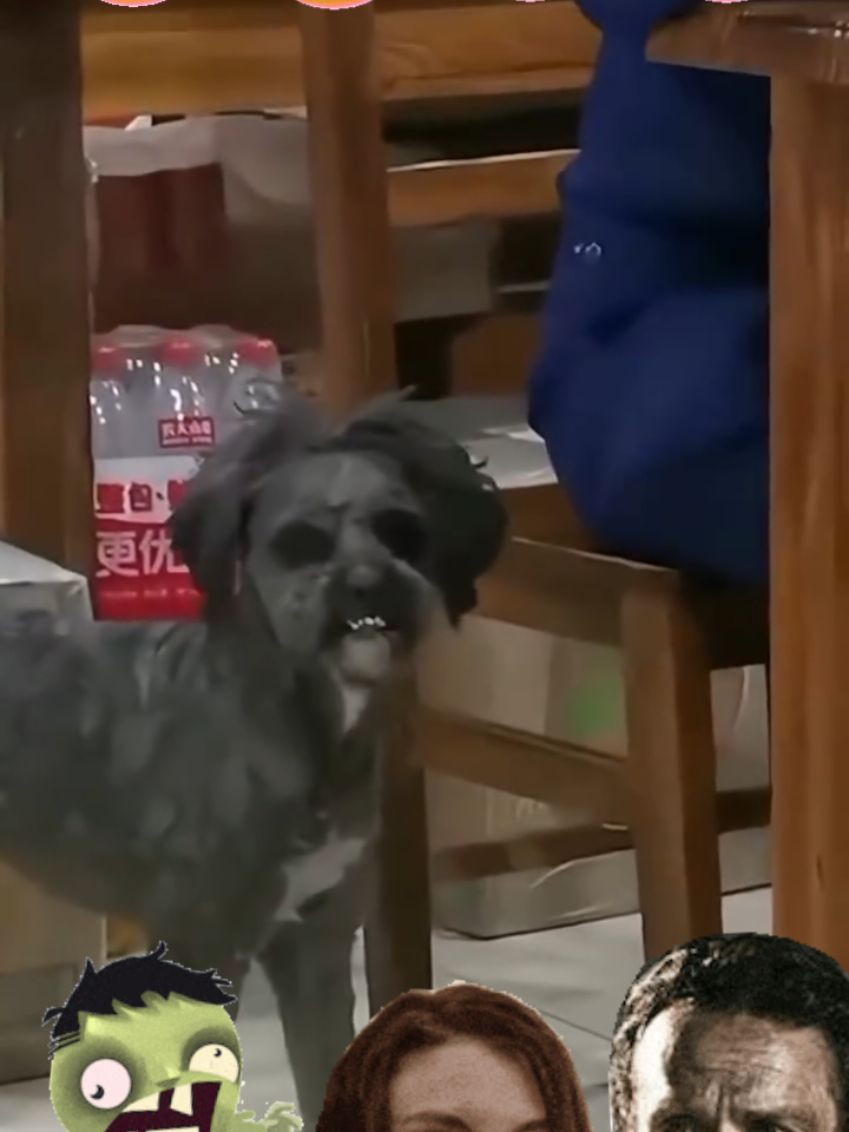 #firulais  #entretenimientoparati  #perrosgraciosos  #zombieapocalypse  #dogloverforever oglover