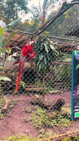 Linda naturaleza #zoo #tiger #leon #ave #monocapuchino 