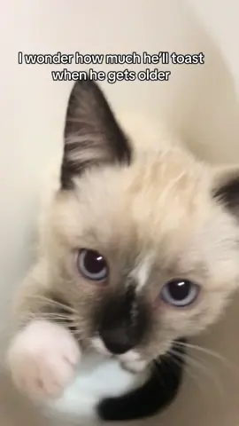 Pistachio toasted a little too much 🥲 #fyp #siamese #catsoftiktok 