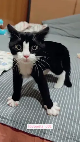 Cute Tuxedo Kitty.#cat #cats #catsoftiktok #funny #foryou #funnyvideos #viral #usa #fypシ #funnymoments #funnytiktok #cute #fyp 