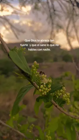 #videoviral #fyp 🐝