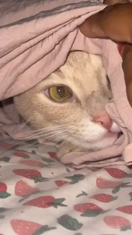 Lil Bebe 🥺❤️ #catsoftiktok 