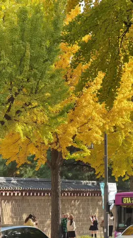 Golden hour, golden leaves. 🍁🍂SOON! #autumn  #gwanghwamun #gyeongbokgung #ginkgo  #foliage 