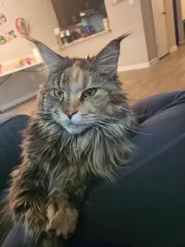 #mainecoon 