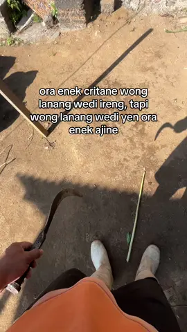 #peternak #peternakmuda #peternaksapiindonesia #kambing #fyp 
