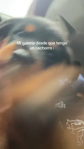 Mi terreneitor                                                  #fypシ゚ #perritos #rottweiler 