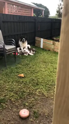 Saint Bernard puppies for sale #fyp #saintbernardpuppiesforsale #saintbernardsoftiktok 