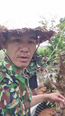 #chamsoccaycanh @NGUYEN VIET THONG 