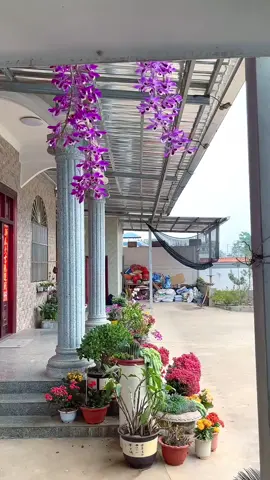 hoàng thảo kèn#xh #laichau99 